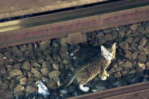 Голландські кішки - це не тільки кінь, але й поїзд зупиниться Голландські кішки - це не тільки кінь, але й поїзд зупиниться